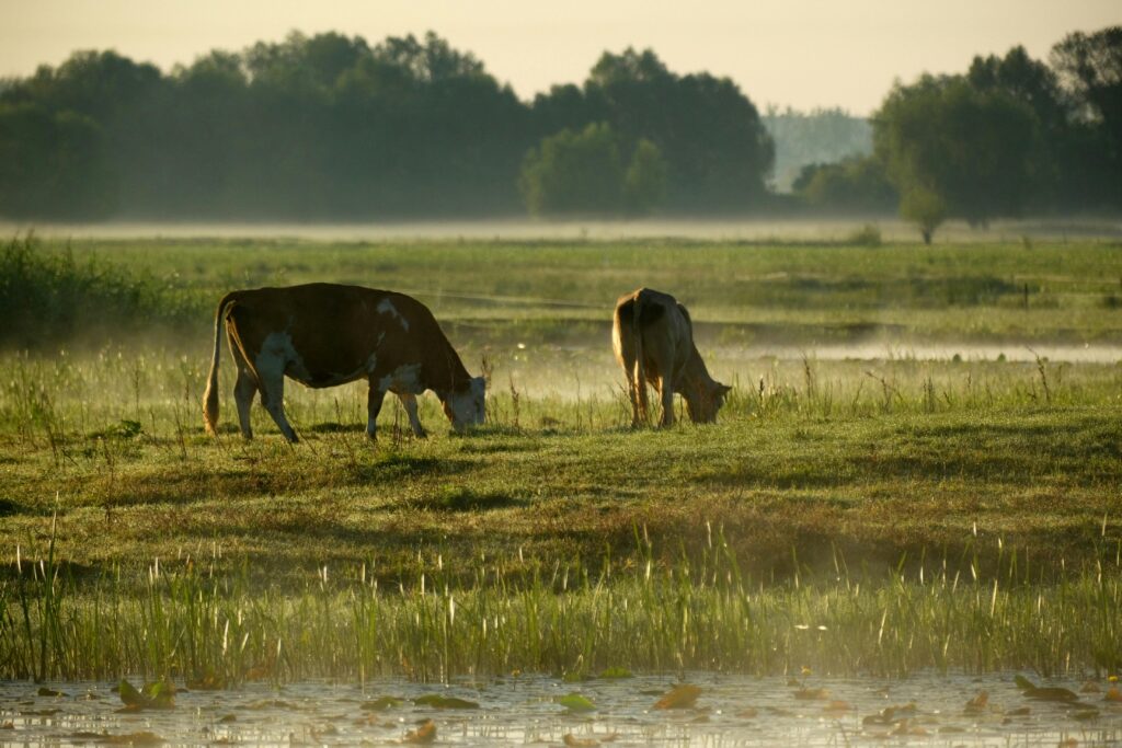 Ranches for Sale